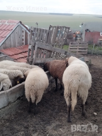 Продавам плевенски черноглав коч, снимка 4 - Овце - 53184637