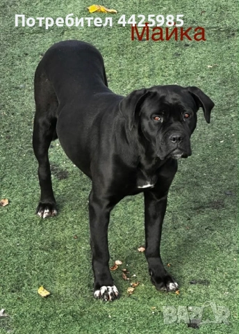 Cane Corso , снимка 5 - Кане корсо - 54196824