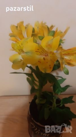 Жълта Алстромерия - градинска, снимка 1 - Градински цветя и растения - 45299389