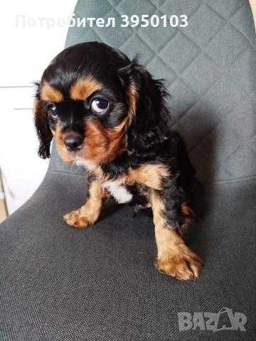 Кавалер Кинг Чарлз шпаньол, снимка 14 - Кавалер кинг чарлз шпаньол - 54088586