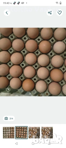 оплодени яйца