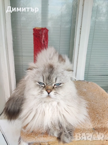 Кълърпойнтчета шотландски, снимка 17 - Британска късокосместа - 54252898