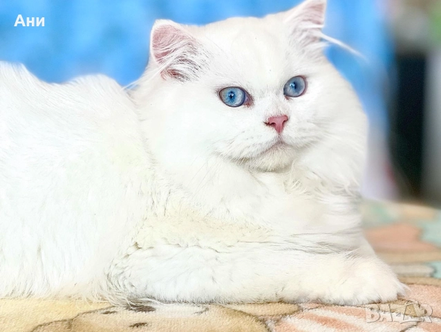 Котенца Мечта.Британски сребърни, снимка 5 - Британска късокосместа - 52203303