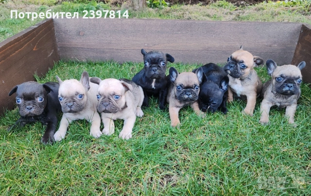 Френски булдог , снимка 2 - Френски булдог - 53832556