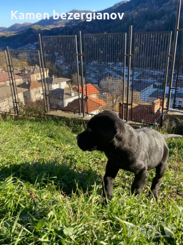 Кане Корсо Италияно , снимка 6 - Кане корсо - 52816148