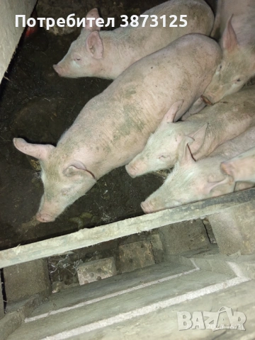 Свободни бели прасета, снимка 3 - Прасета - 53235771