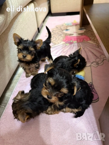 мини йорки , снимка 2 - Други - 53011248