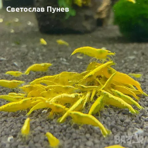 жълти скариди - yellow cherry shrimp, снимка 2 - Рибки - 48031336