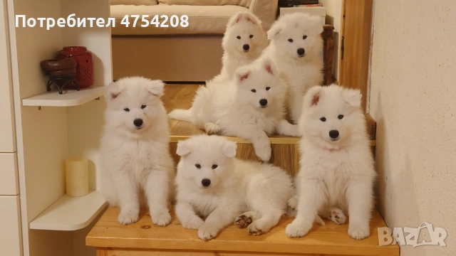 Продавам кученца Сибирски Самоед