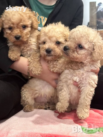 Пудел той , снимка 3 - Пудели - 52487781