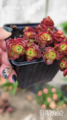 Червен седум Пурпурна Зима, Sedum spirium " Purpur Winter ", снимка 6 - Градински цветя и растения - 46784135