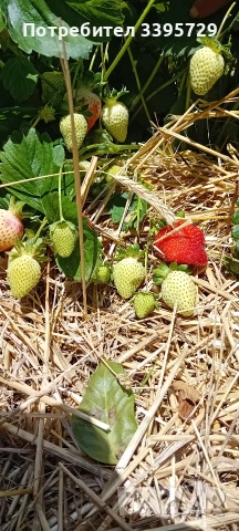 разсад за ягоди и малини записвам за март месец , снимка 13 - Разсади - 53264142