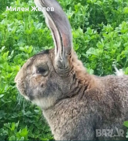 Продавам зайци порода БЕЛГИЙСКИ ВЕЛИКАН чистокръвни,цена по договаряне, снимка 6 - Други - 52084319