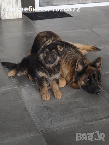 Продавам малки кученца - Немска овчарка, снимка 9 - Немска овчарка - 52060545