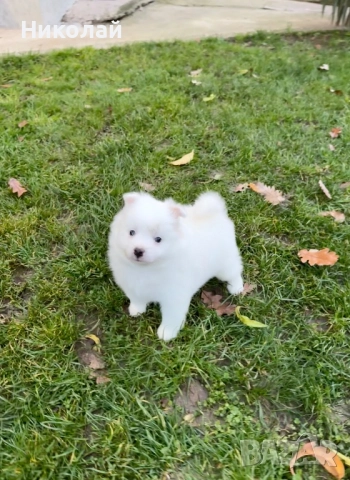 Померан момче. Померанче, снимка 4 - Померан - 52633625