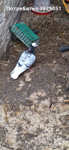 Продавам Нюмберски гълъби, снимка 2 - Гълъби - 52589187