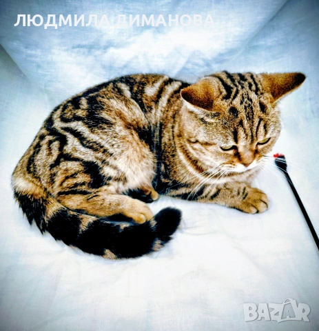 Шотландско златна чинчила , снимка 2 - Чинчили - 53326454