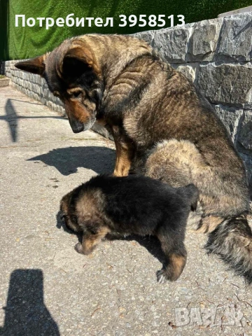 Продавам кучета
