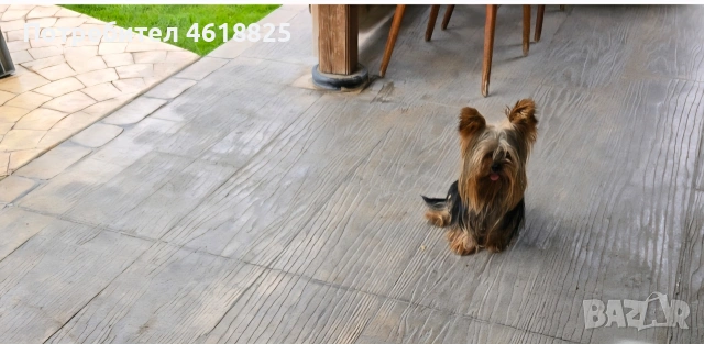 Йоркширски териери , снимка 7 - Йоркширски териер - 53220749