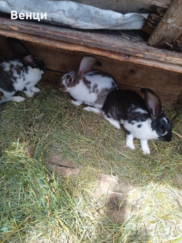 Продавам малки зайци, снимка 1 - Други - 45395947