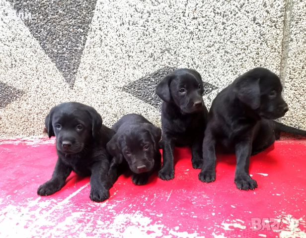 Чистокръвни лабрадорчета , снимка 2 - Лабрадор ретривър - 52679680