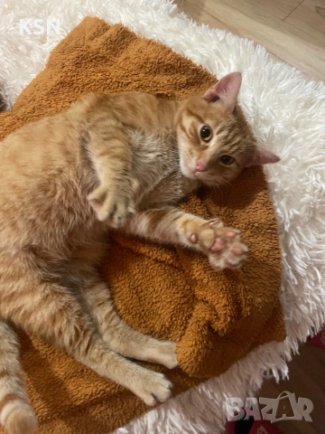 котарак си търси дом