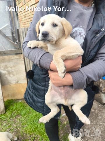 Малки Лабрадор ретривър , снимка 8 - Лабрадор ретривър - 54190522