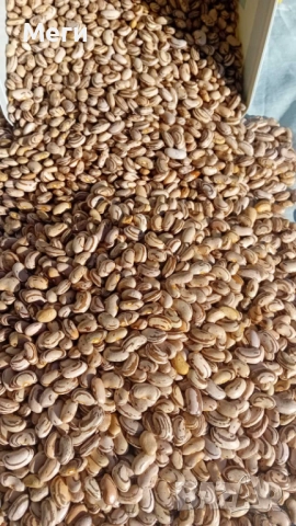 Домашно отгледан шарен боб - реколта 2025. Без химия - произведен за линча употреба