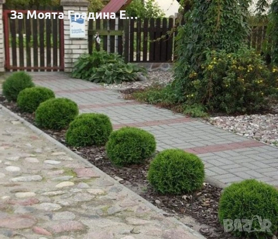 Кълбовидна Туя - Западна Даника