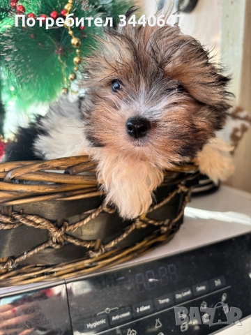 Мъжко йорки бивър