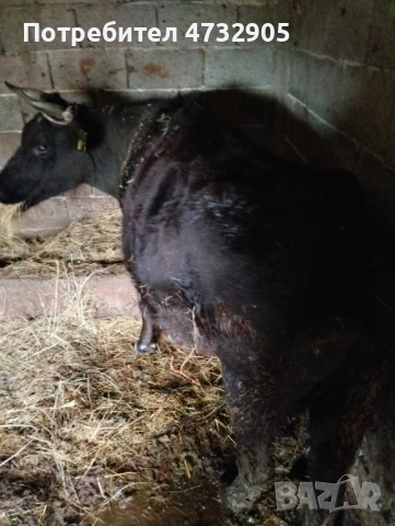 Продавам ялова крава, снимка 2 - Крави - 53413999