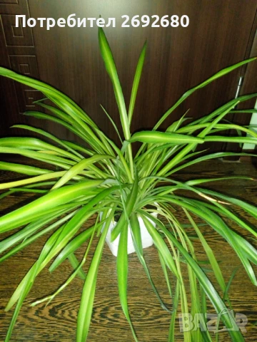 Хлорофитум/водна лилия/традесканция рео, снимка 2 - Стайни растения - 45950432