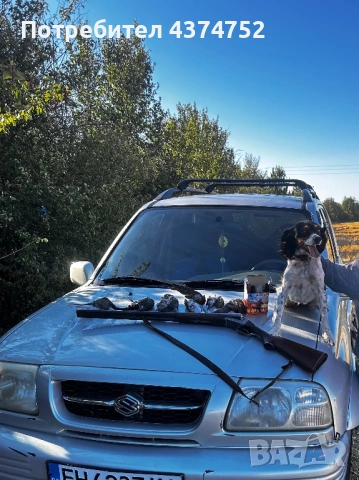 Женски бретон шпаньол 