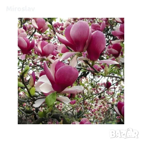 Магнолия Рустика Рубра, снимка 7 - Градински цветя и растения - 50375522