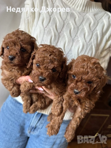 Той Пудел/Toy Poodle