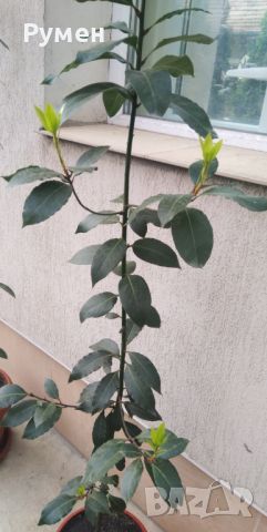 Дафинов лист (лавър), снимка 9 - Градински цветя и растения - 28988020