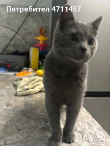 Сива късокосместа британка