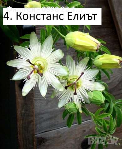 Пасифлора - Passiflora   Налични 5 вида , снимка 4 - Стайни растения - 27899465