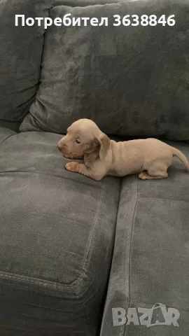 Мини дакел, снимка 1