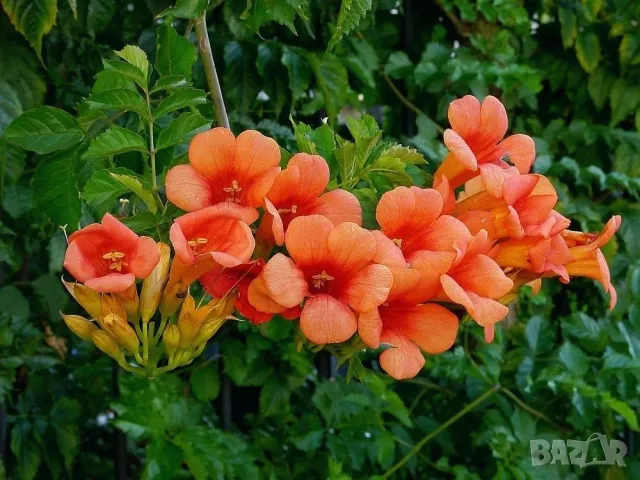 Кампсис, тромпетна лоза (Trumpet vine, Campsis radicans), снимка 12 - Разсади - 47008267