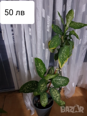 Стайни цветя в саксии, снимка 8 - Стайни растения - 33680701