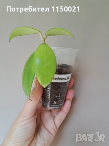 Хоя- различни видове, снимка 13 - Стайни растения - 37646089