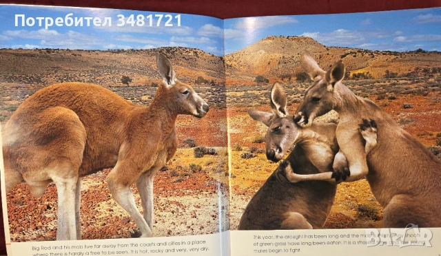 Кенгурото. Фото-разказ / Living With the Mob, снимка 2 - Енциклопедии, справочници - 54167813