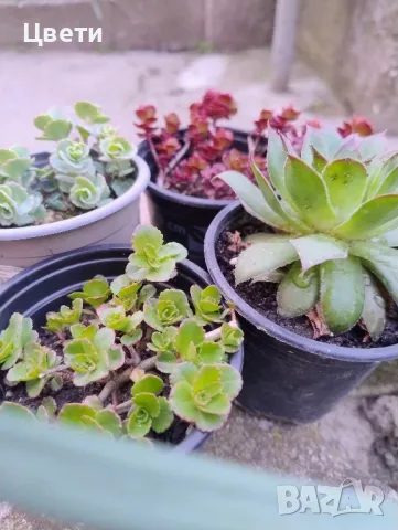 Продавам седуми, снимка 3 - Градински цветя и растения - 46498495