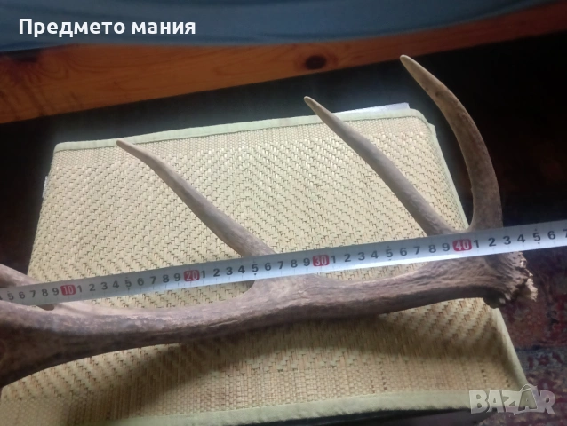 Красиви еленови рога (с черепна кост) – За декорация и колекция, снимка 2 - Антикварни и старинни предмети - 54068355
