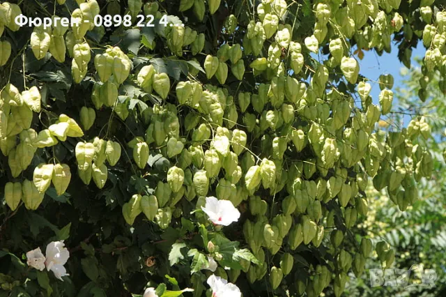 Китайски Мехурник -Koelreuteria “Paniculata”, снимка 4 - Разсади - 49936513