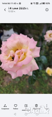 Продавам резници от различни видове рози., снимка 7 - Стайни растения - 52050658