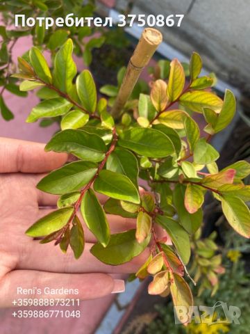 Индийският люляк (Lagerstroemia indica) , снимка 1 - Градински цветя и растения - 46532253