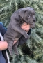 Американско Були Покет/American Bully Pocket , снимка 5