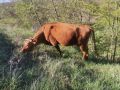 Млади незаплодени крави , снимка 1 - Крави - 45270206